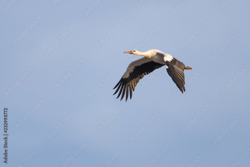 European white stork flying in front of a blue sky