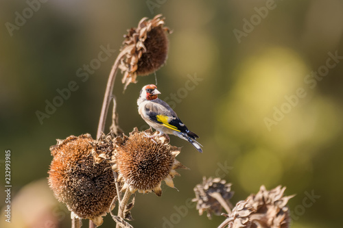 European goldfinch sitting on a sunflower