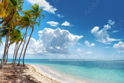 Fototapeta Naklejka Na Ścianę i Meble -  Blue sky,coconuts trees,  turquoise water and golden sand, Caravelle beach, Saint Anne, Guadeloupe, French West Indies.