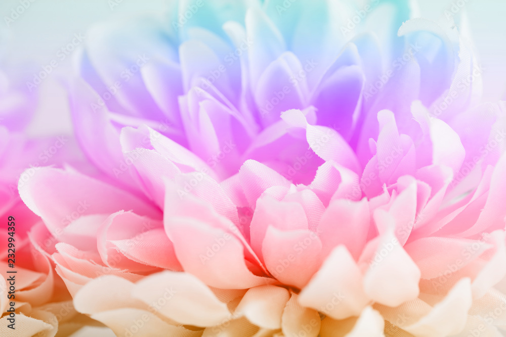 Beautiful colorful flowers made with color filters, soft color and blur style for background