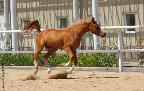 purebred arab horse plays © Olena