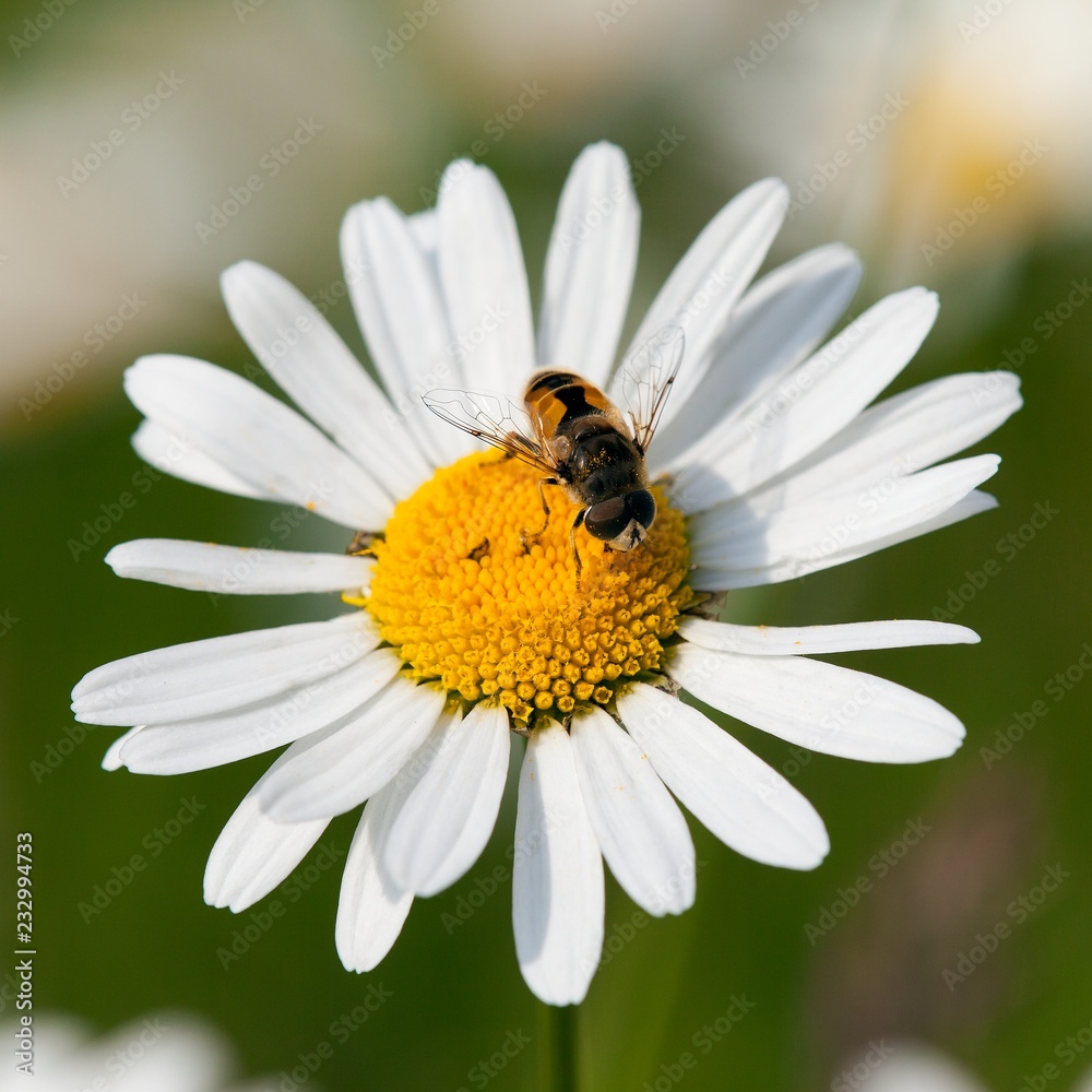fly sitting on white flower of common daisy fly sitting on white flower of common daisy