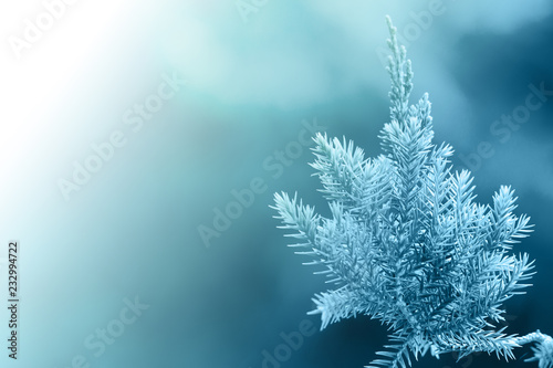 Pine tree  Evergreen juniper background. Christmas and Winter wallpaper