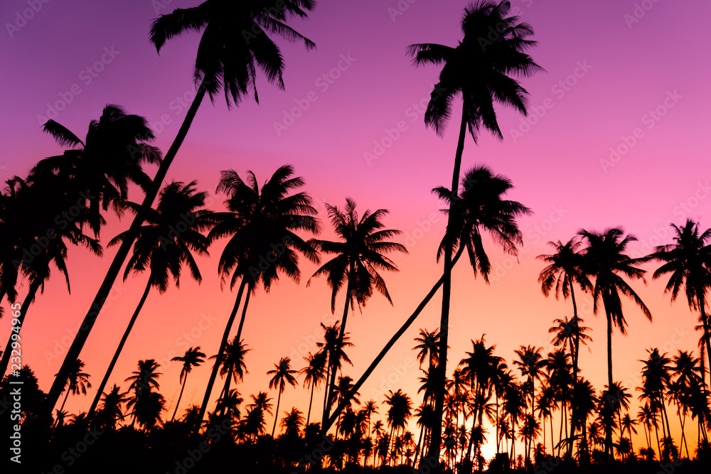 Silhouette coconut palm trees with sunset and flare sky background.