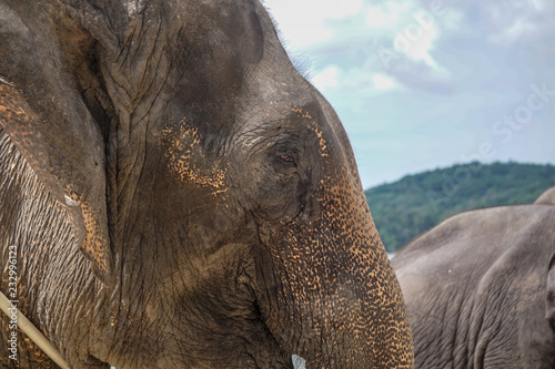 Sad elephant eye blur background detail