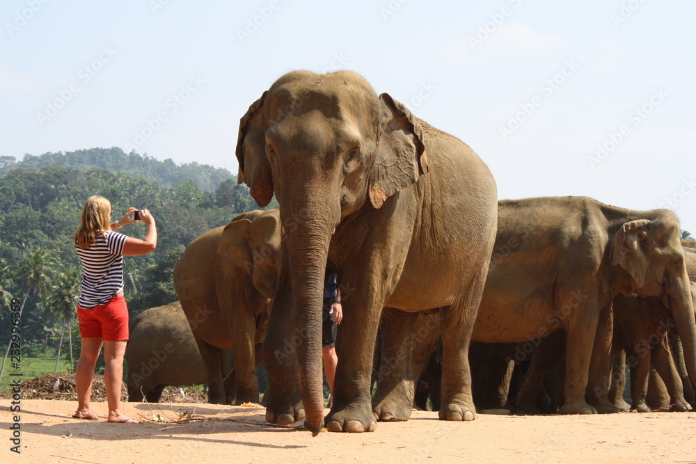 Obraz premium touriste photographie un éléphant