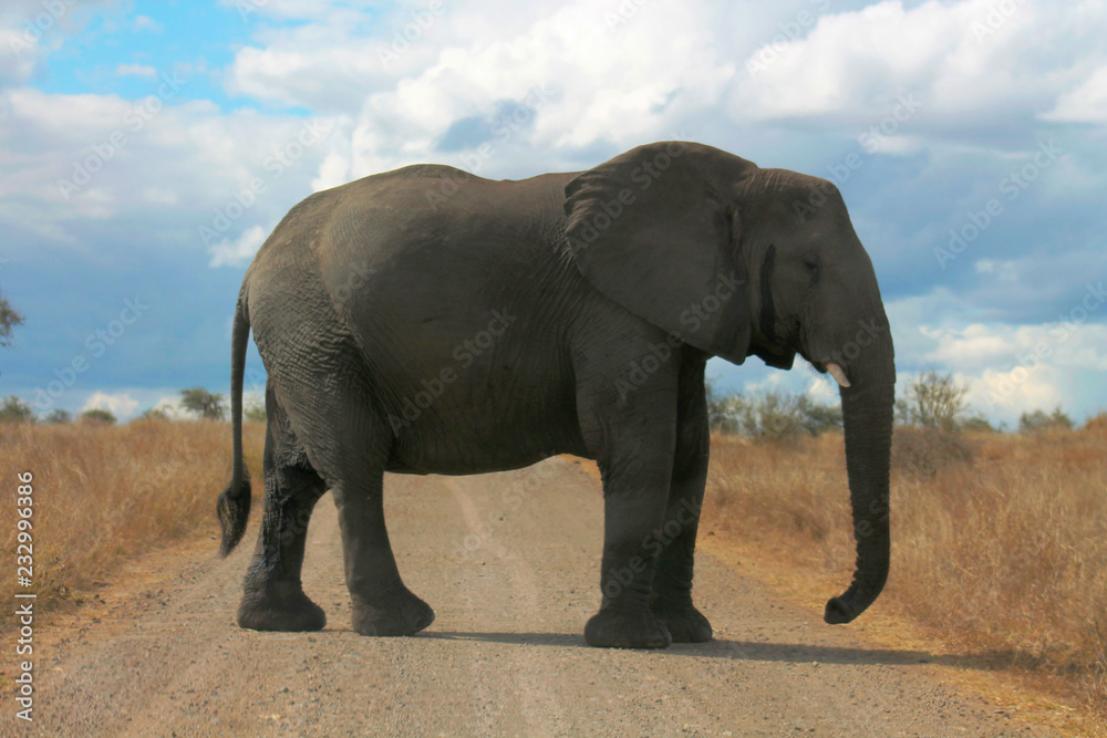 Obraz premium elephant in the park