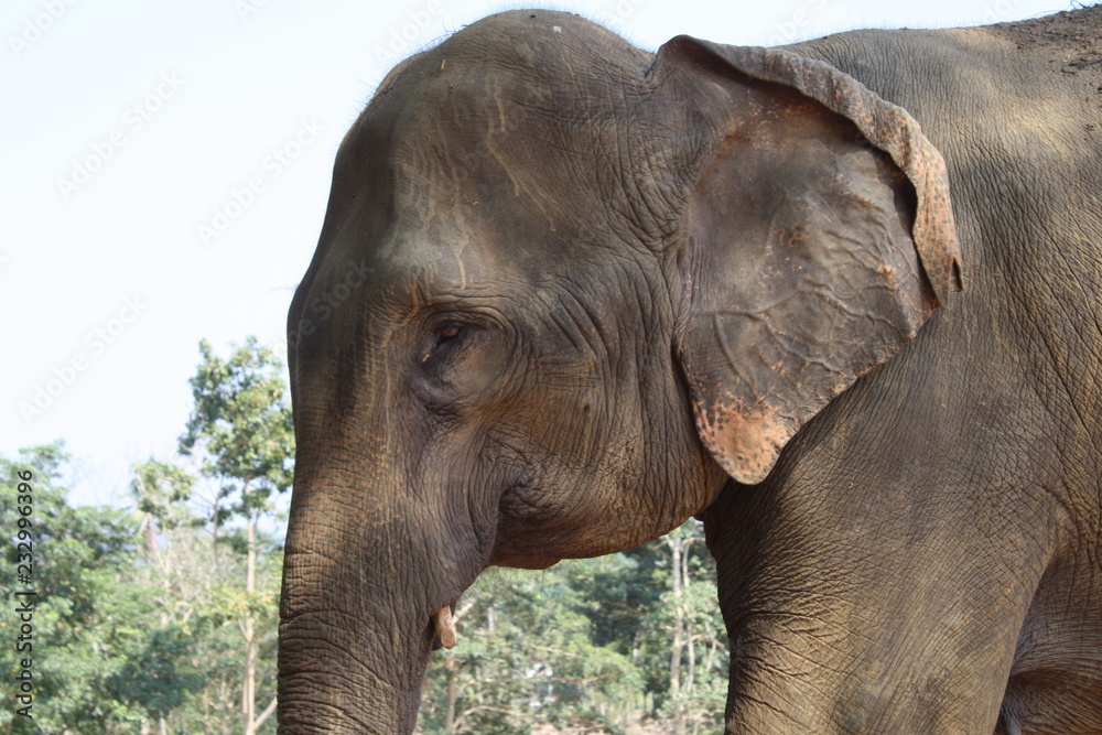 Naklejka premium éléphant