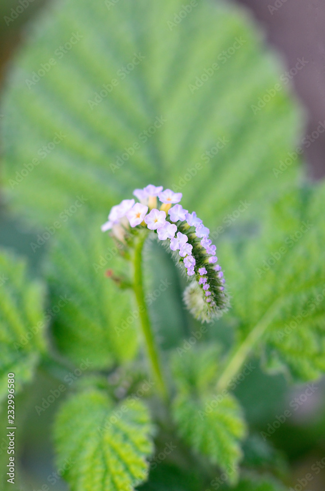 Alacransillo, Eye bright, Indian Heliotrope, Turnsole Alacransillo, Eye bright, Indian Heliotrope, Turnsole