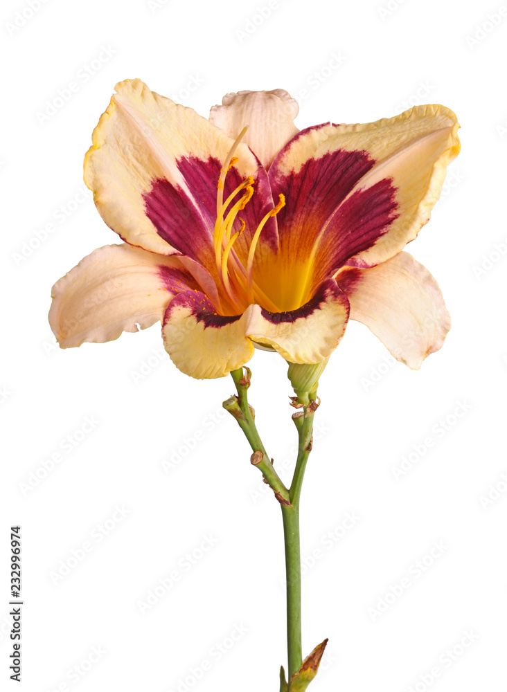 Single cream and maroon flower of a daylily isolated Single cream and maroon flower of a daylily isolated