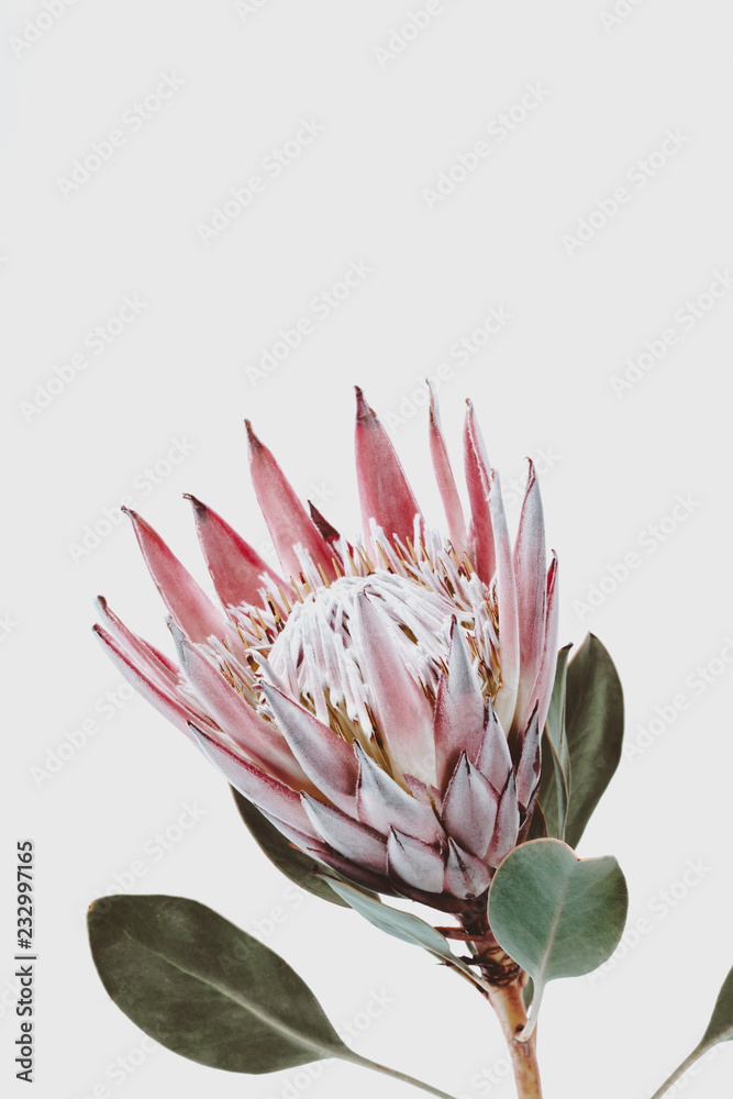 Set Of Watercolor King Protea And Queen Hand Painted Tropical Pink Flowers  And Leaves Isolated On White Floral Illustration For Design, Print, Fabric  Or Summer Stock Illustration