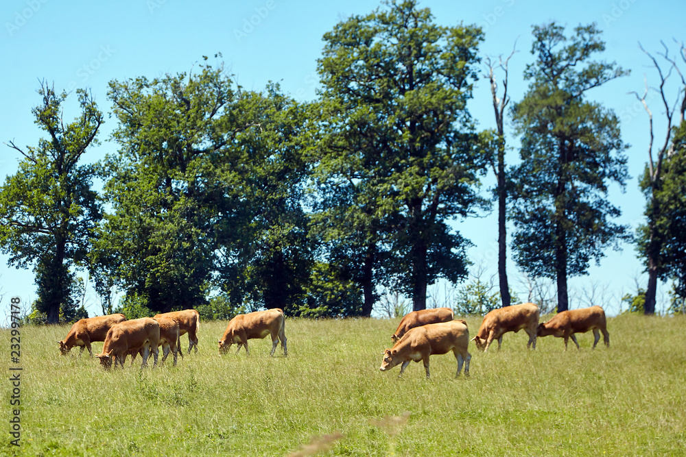 A herd of fulvous french cows grazing in a meadow. Pasture animals. Summer sunny day with blue sky