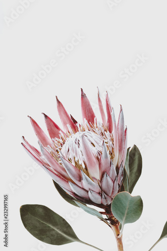 pink king protea flower against a light gray background, decorative plant close up with copyspace for text