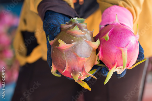 Red Dragon fruit or Pitahaya fruit on farmer hands