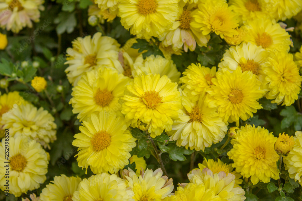yellow chrysanthemum on green stems with leaves yellow chrysanthemum on green stems with leaves