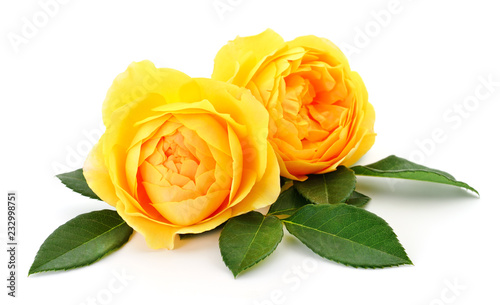 Beautiful yellow roses.