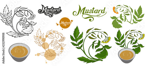Fototapeta Naklejka Na Ścianę i Meble -  hand drawn mustard plant, spicy ingredient, mustard logo, healthy organic food, spice mustard isolated on white background, culinary herbs, label, food, natural healthy food, vector graphic to design