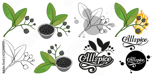 hand drawn allspice, spicy ingredient, allspice logo, healthy organic food, spice allspice isolated on white background, culinary herbs, label, food, natural healthy food, vector graphic to design
