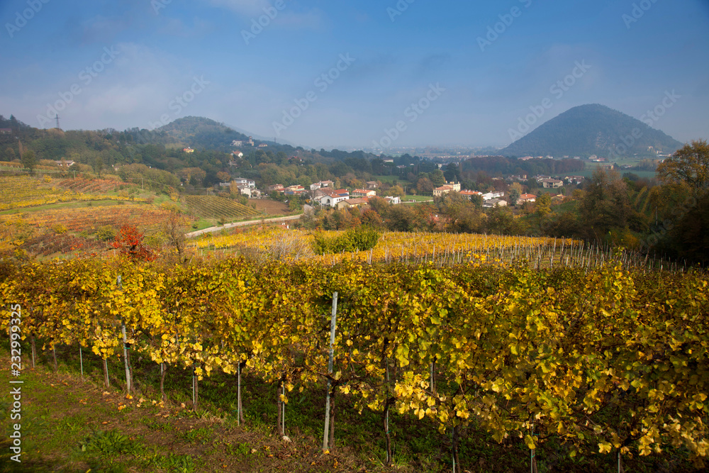 Veneto, vigneti in autunno nei Colli Euganei