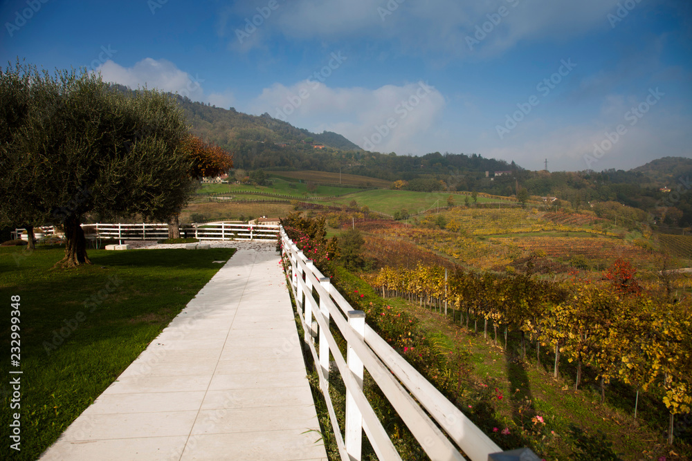 Veneto, vigneti in autunno nei Colli Euganei