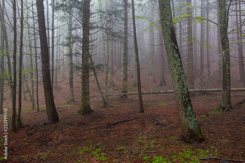 Fototapeta Naklejka Na Ścianę i Meble -  fog in spring forest at morning