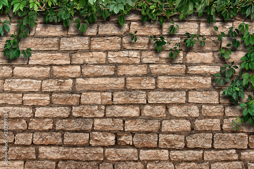 climbing plant on the old brick wall