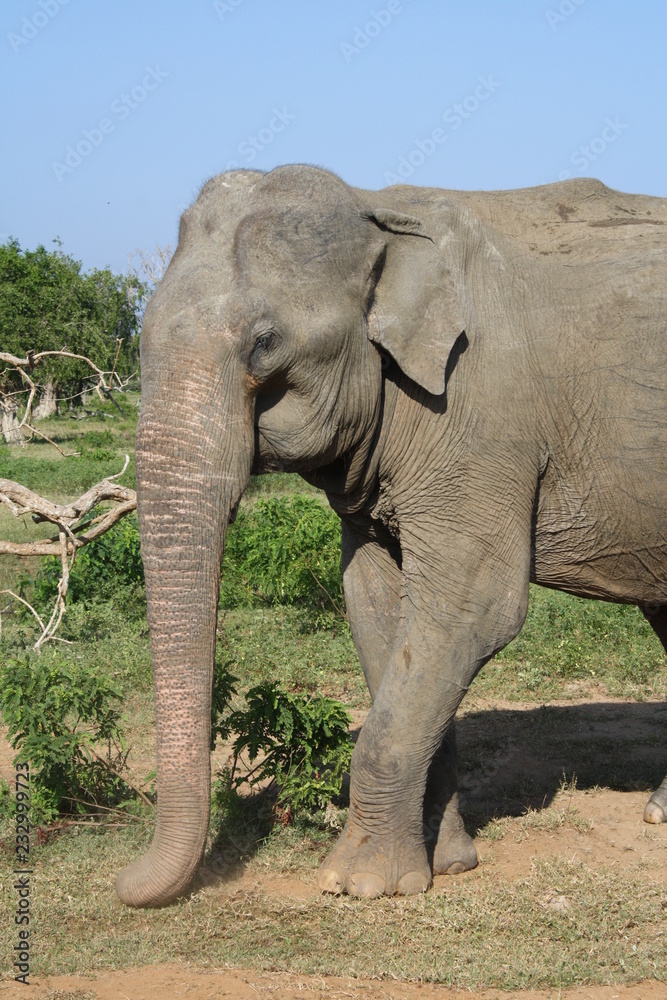 Fototapeta premium éléphant