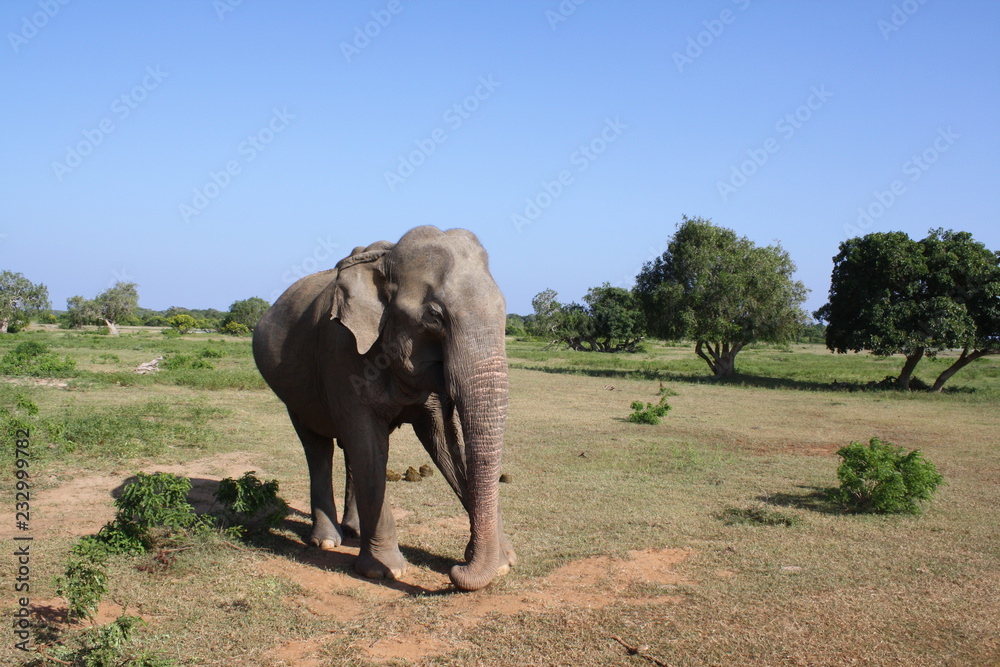 Obraz premium éléphant