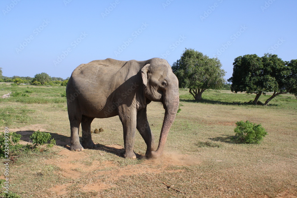 Fototapeta premium éléphant