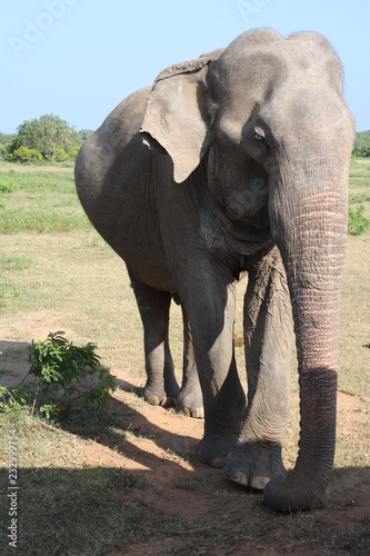 éléphant photo