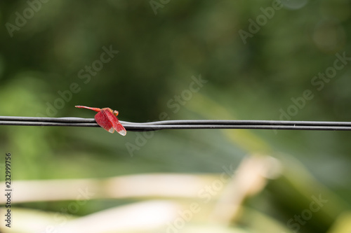 Close up of small beautiful dragonfly, They are the best mosquito killer in nature photo
