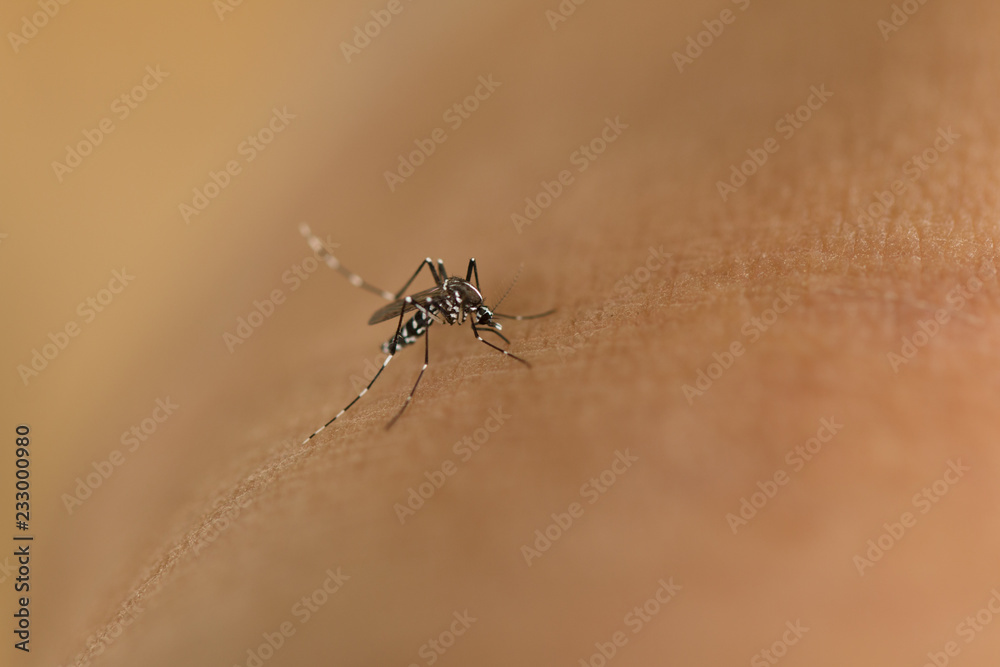 Tiger mosquito sucking blood on human skin Tiger mosquito sucking blood on human skin