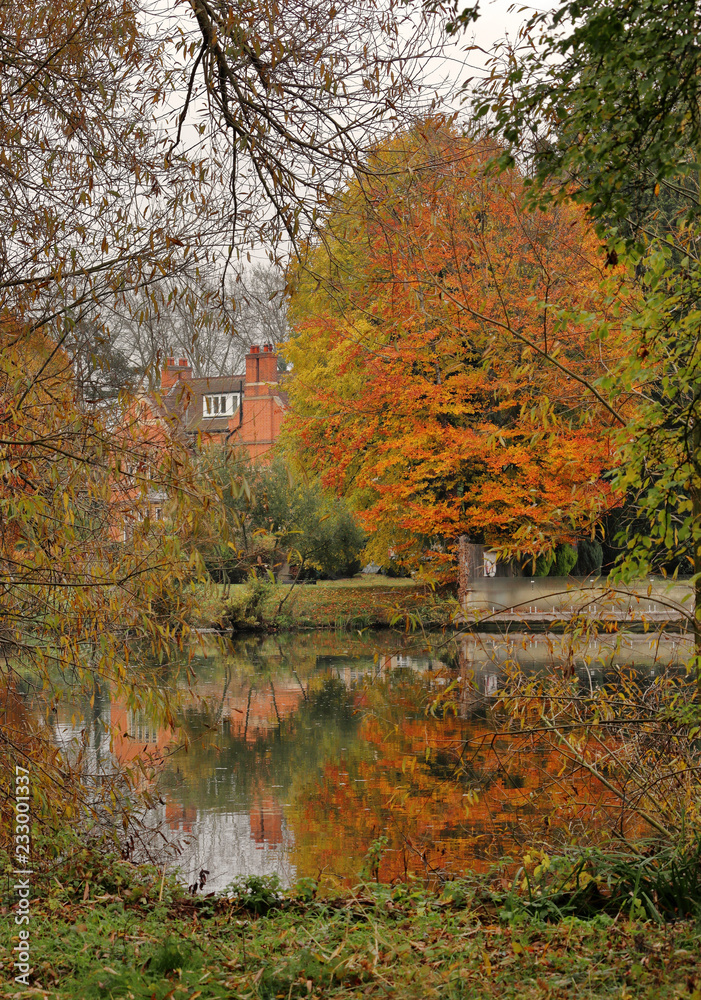Obraz premium Autumn Woodland Colors