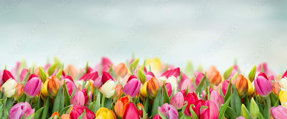 Fototapeta premium tulipany w ogrodzie na tle niebieskiego nieba szeroki baner z miejsca na kopię