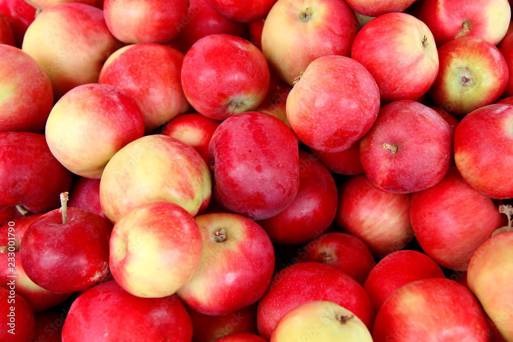 apples. apple harvest. fresh apples from field. high quality apples apples. apple harvest. fresh apples from field. high quality apples