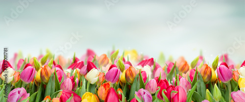 tulips in garden on blue sky background wide banner with copy space