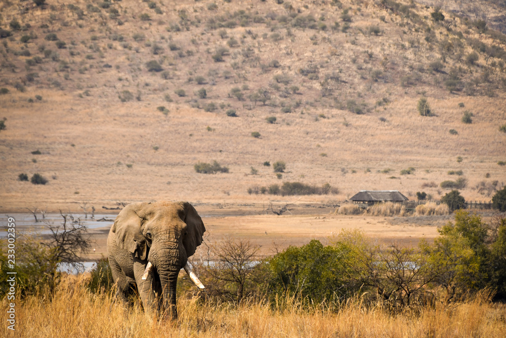 Elephant walking in tall grass with mountain in the background - South Africa Elephant walking in tall grass with mountain in the background - South Africa