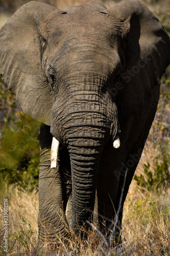 Elephant in the bush front view - portrait orientation © paspas
