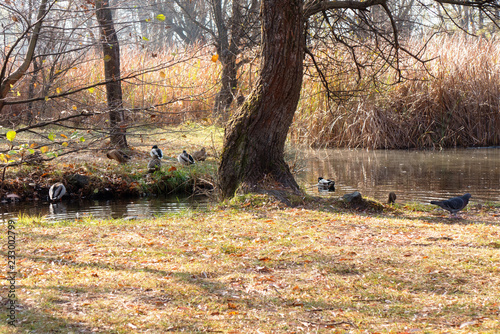 autumn in the park