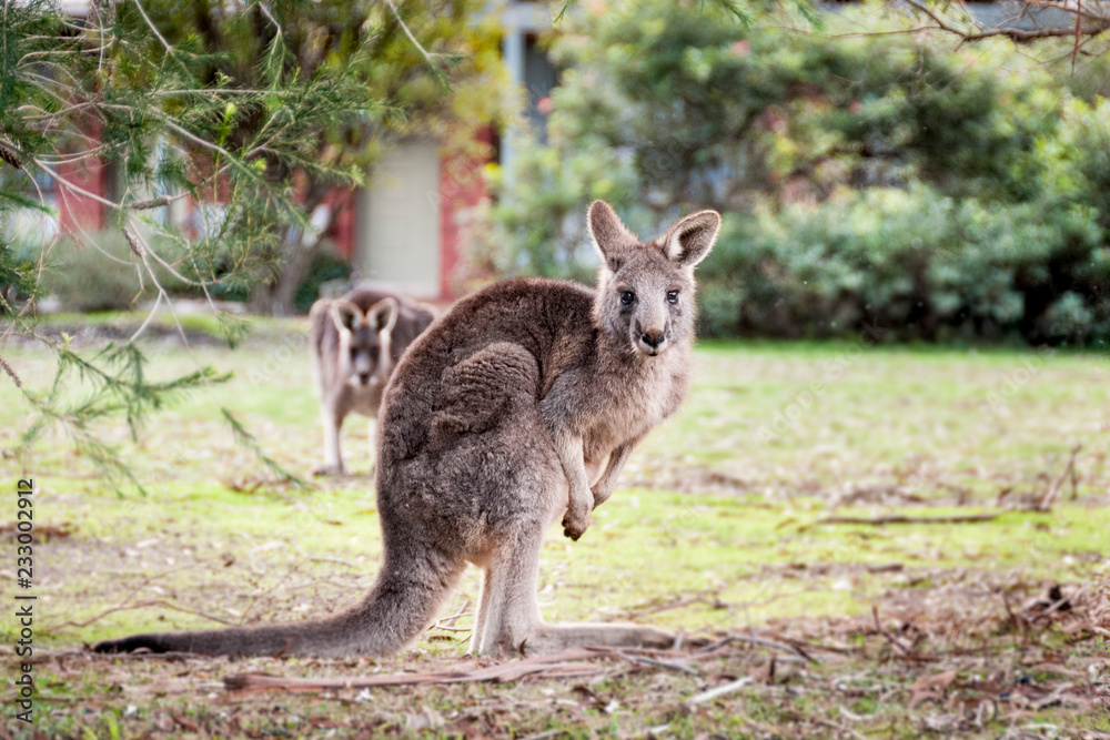 Kangoroo on playground Grampians National Park