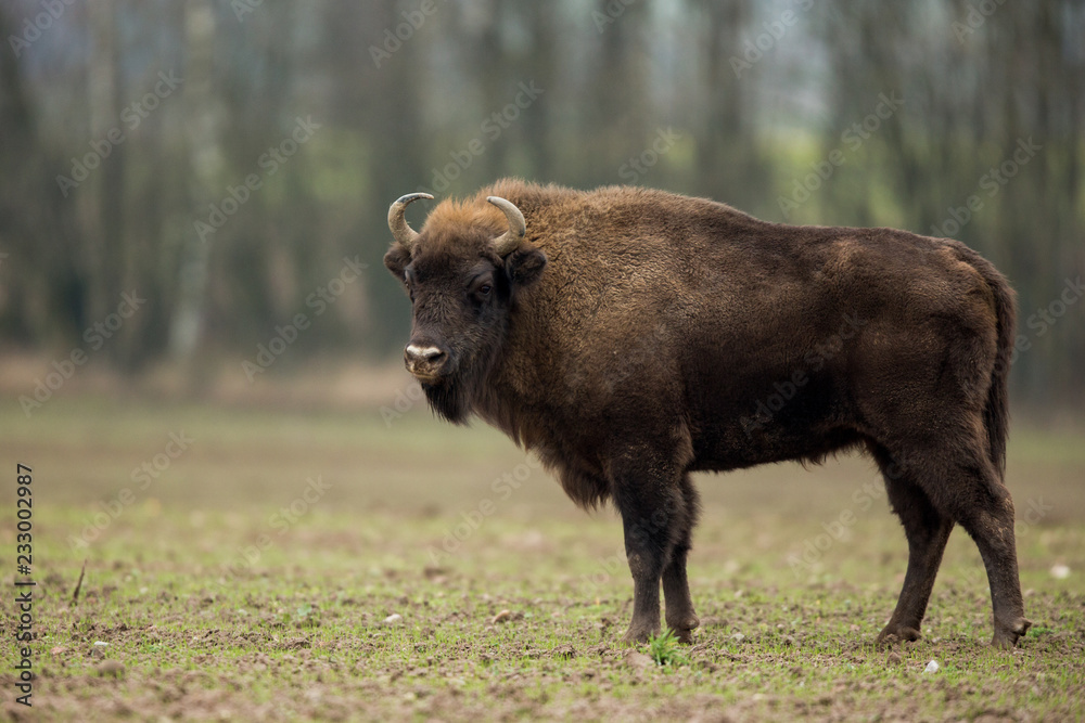 Fototapeta premium European bison - Bison bonasus in the Knyszyn Forest (Poland)