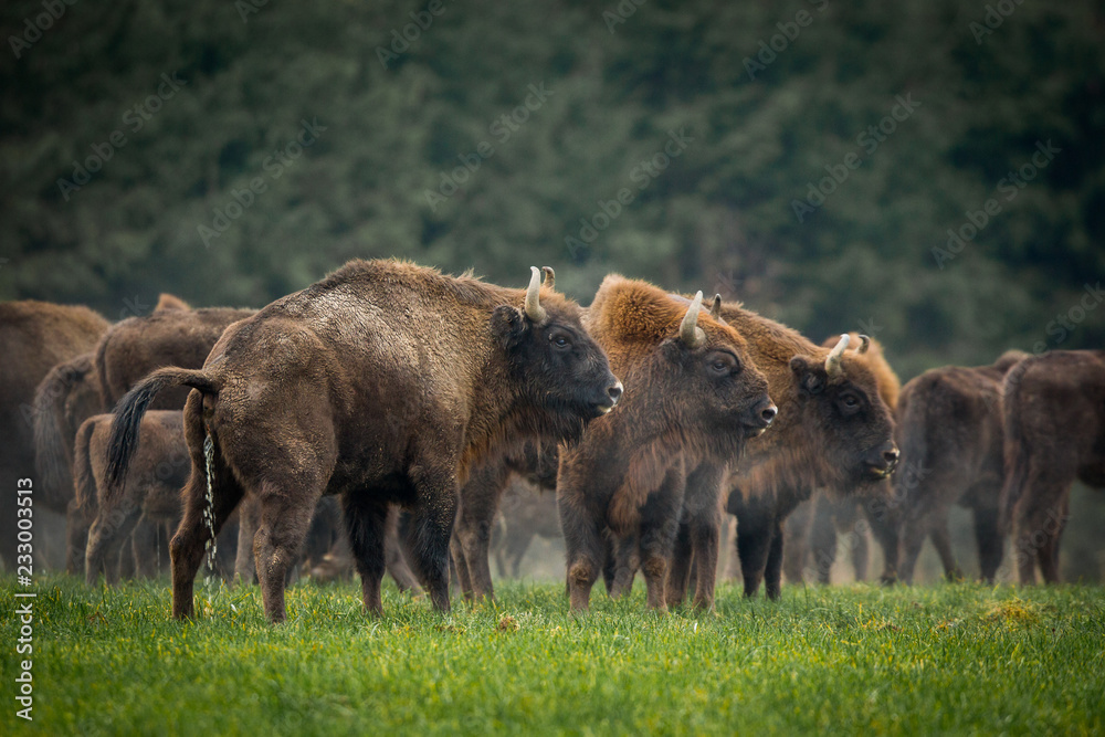 Fototapeta premium European bison - Bison bonasus in the Knyszyn Forest (Poland)