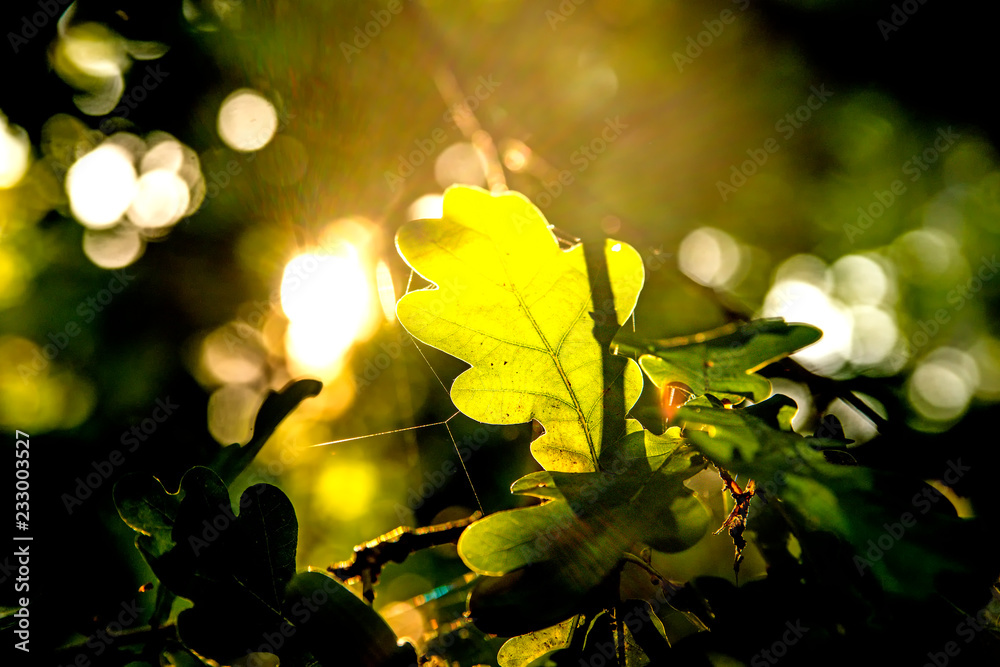 Obraz premium Oak leaf in back light