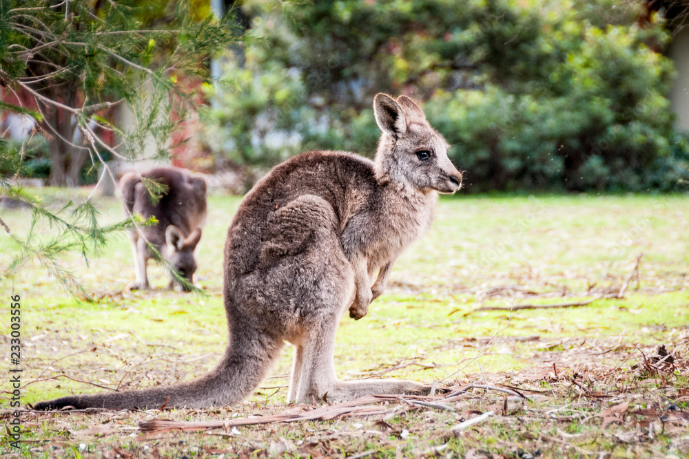Kangoroo on playground Grampians National Park Kangoroo on playground Grampians National Park