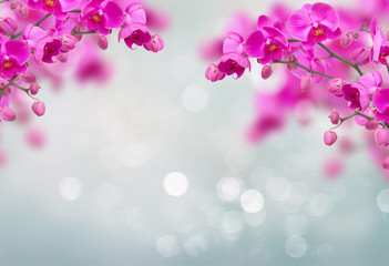 Purple orchid flowers with butterflies on defocused gray background with copy space