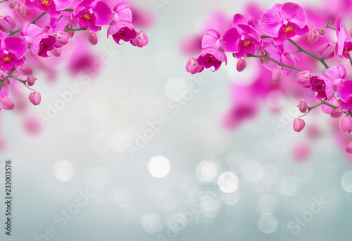 Purple orchid flowers with butterflies on defocused gray background with copy...