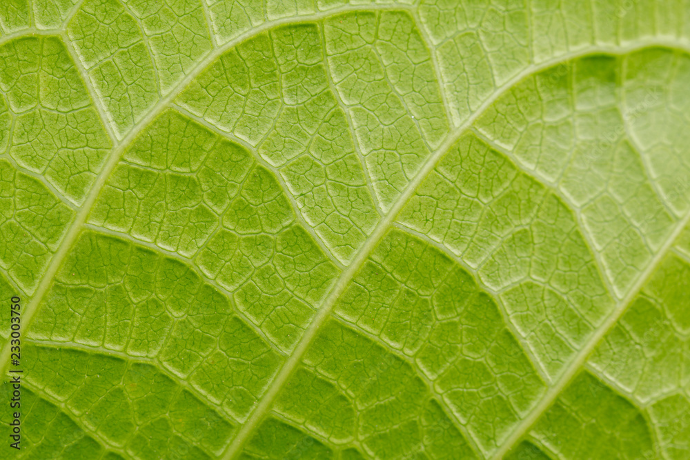 Soft focus of green leave texture background Soft focus of green leave texture background