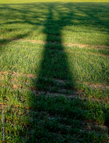 Long shadow of single tree and branches 