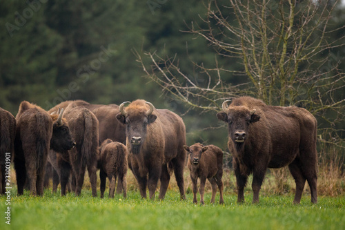 European bison - Bison bonasus in the Knyszyn Forest (Poland)