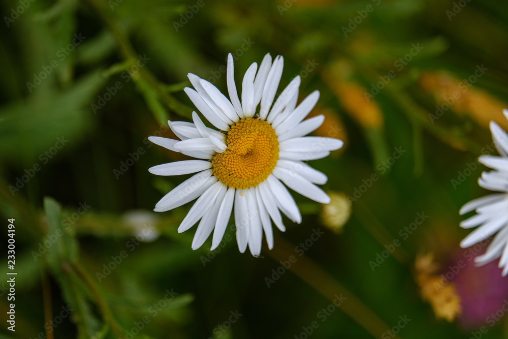 summer flower pattern in green meadow summer flower pattern in green meadow